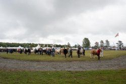 Stemningsbilleder - Interbreed handyr – alle racer opstillet i raceorden.