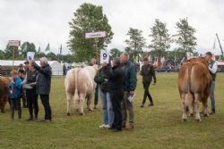 Stemningsbilleder - Handyrene opstillet i raceorden – med fokus på limousinetyren