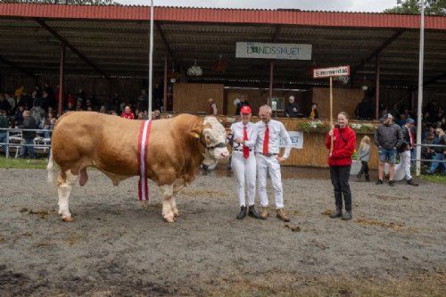 Stemningsbilleder - Vinderen indenfor handyrene blev Simmentaler, efterfulgt af Limousine på andenpladsen og Angus på tredjepladsen.