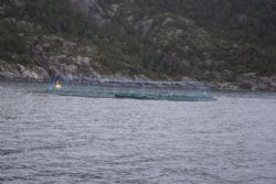Studierejse Norge - Fiske opdræt på Lysefjorden