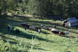 Studierejse Norge - Seter besøg:  Dyrene er kommet hjem fra Seteren for vinteren