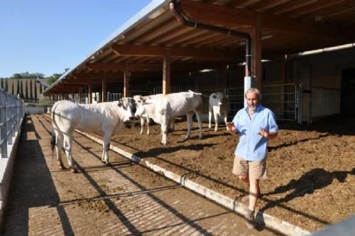 Studietur Italien - På næste besætningsbesøg så vi noget kvæg, som var helt specielt for denne egn. Chianina, hedder de. Man for tilskud til driften, for at bevare racen, som er blevet avlet fortrinsvist til brug som trækdyr til landbrugsredsaber. Her fortæller Mauro om