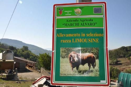 Studietur Italien - Første besætningsbesøg på studieturen finder sted hos Marchi Alvaro, som her præsenterer sin avlstyr Talisman på plakaten ved indkørslen.