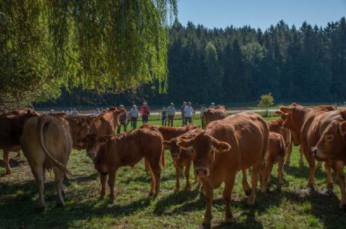 Studietur til Østrig - En flok køer med kalve er drevet sammen i et hjørne på marken, så de besøgende kan se dem