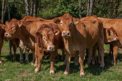 Studietur til Østrig - Ca. 30 % af dyrene insemineres - overvejende med hornede tyre - resten klares naturligt - her en nyankommet avlstyr