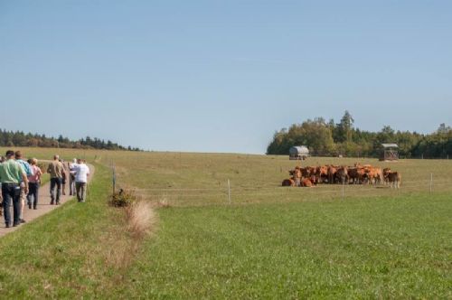 Studietur til Østrig - Vi skal se en flok kvier, som i dagen anledning har fået en balle wrap for at samle sig på det ønskede sted i marken