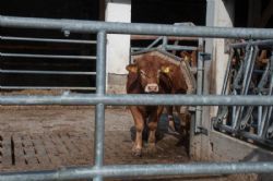 Studietur til Østrig - Dyr i løsdrift har adgang til udeareal / løbegård