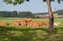 Studietur til Østrig - Familien Stadlers køer har i mellemtiden lagt sig for at tygge drøv