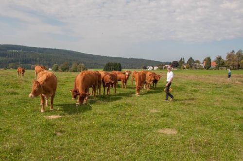 Studietur til Østrig - Dagens andet besøg hos familien Reisenberger, som har 17 køer, hvor alle på nær 2 er pollede. Vi ser limousiner på to forskellige marker. 