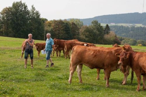 Studietur til Østrig - Nogle kan ikke nøjes med at kigge limousiner forfra, men skal helt ind i flokken for også at se dyrene bagfra