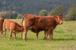 Studietur til Østrig - Hov hvad sker der her? - Tvillinger eller kalv på rov?