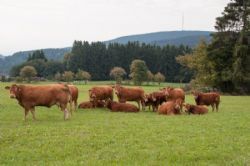 Studietur til Østrig - Her Reisenbergers anden mark, hvor vi ser køer med tyrekalve