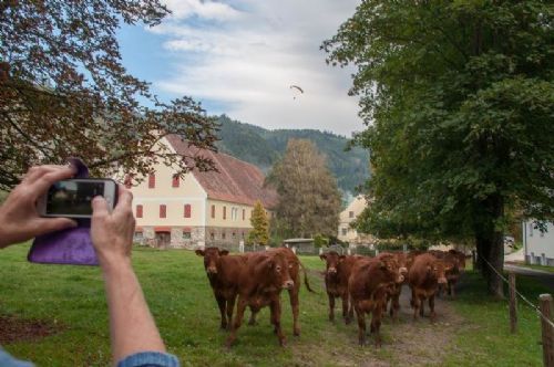 Studietur til Østrig - - Dagens tredje besøg var hos familien Ertl. Et stort sted med 60 køer. Kameraerne kom frem i rekordfart, da der var "noget" i luften.