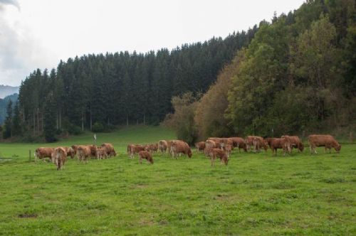 Studietur til Østrig - Nogle af køerne med kalve er hjemme ved ejendommen i dagens anledning. Gården er i 820 meters højde. 