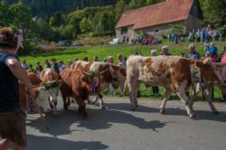 Studietur til Østrig - Flere pyntede køer, stude og kvier - nogle med klokker på