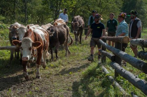 Studietur til Østrig - Kvæget samles efter optoget i en fold, hvor de får pynten pillet af igen