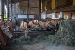 Studietur til Østrig - 35 jerseykøer af dansk afstamning leverer mælk til ostene