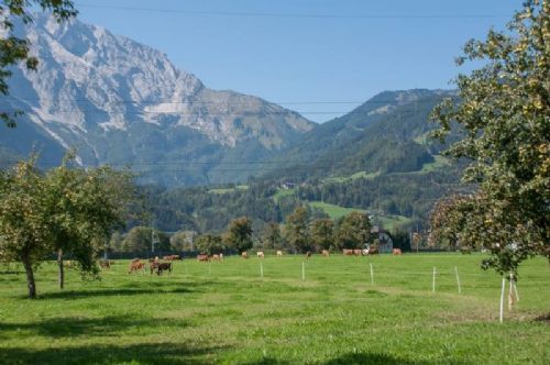 Studietur til Østrig - Indbegrebet af Østrig - bjerge, frodige græsmarker, græssende kvæg og spredte bebyggelser