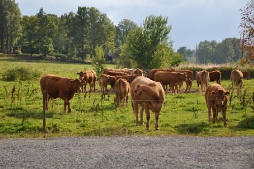 Studietur - Hjälshammars Limousin tæller 25 moderdyr + opdræt. Der afsættes dyr til avl og der er også blevet udtaget en tyr fra besætningen.