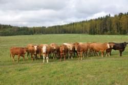 Studietur - Denne besætning benytter sig af krydsning mlm limousine og simmental.