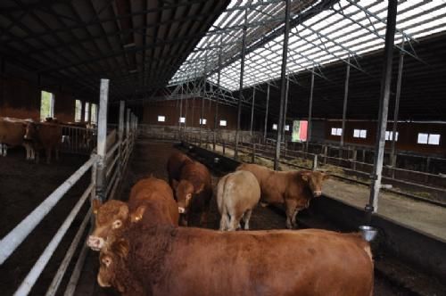 Studietur - Kalvene sælges til viderefedning når de vejer godt 300 kg. Han kan få ca. 1000 euro for tyrene og ca. 550 euro for kvierne.