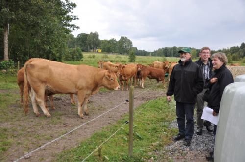 Studietur - På Hjälshammars Limousine ønsker de at avle hen imod lidt større dyr end de førhen har haft, forlød det.