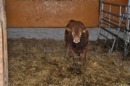 Studietur - Der pønses på at bruge denne tyr til avl – den har dansk afstamning. 