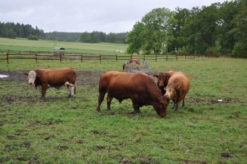 Studietur - Besætningen forsker i krydsning angus/simmetal (for kælvning og mælk). Afkom heraf løbes med limousine (for kødsætning). Her går de renracede fædre så.