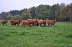 Sverigestur 2013 - Matts har 50 køer i Långalt Limousin. Der avles mod pollede dyr.