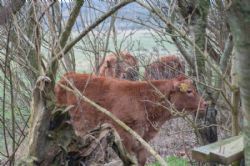 Toftegaard - Tre mindre kalve på springtur – deres mødre var meget utilfredse