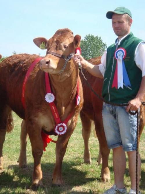 Varde Dyrskue - Interbreed vinder, Skuets Bedste Hundyr, bedste Limousine Hundyr, 24p og ærespræmie. Borre Flica, ejer Bøgely Limousine v/ Tommy Jessing