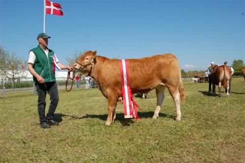 Varde Dyrskue - Bedste yngre kvie: Sundsig Emamuelle. Far. Neuf, Mor: Kærsgaards Ariel, Morfar: Marquis. Ejer: Sundsig Limousine v/Kenn Thygesen, Janderup