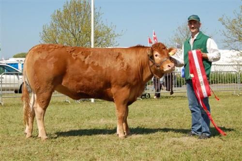 Varde Dyrskue - Bedste hundyr nr. 2 interbreed: Karensminde Ellen. Far: Uralou, Mor:Karensminde Dora, Morfar Echo. Ejer: Søren Hedegaard Jensen, Ansager