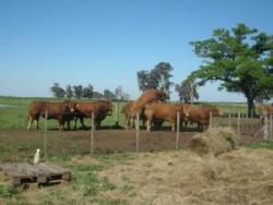 Verdenskongres Argentina  - Tyre hos “La Esmerelda”