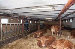 Vestergaard Limousine - De 12 køer i dybstrøelse i den tidligere malkekvægs stald