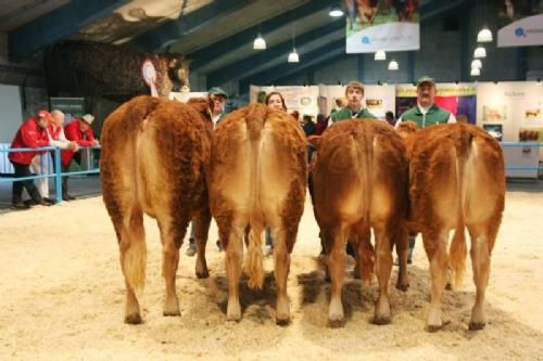 Vinderdyr - Bedste Besætningsgruppe og nr. 2 i interbreed for besætningsgrupper tildelt ærespræmie. Ejer Bent Svenning Jessen