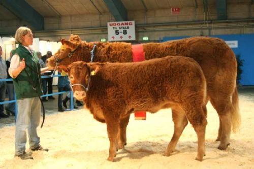 Vinderdyr - Hammel Amie. Bedste Yngre Ko. Nr. 3 i Interbreed. 24 point og ærespræmie. Ejer: Lise & Kirsten Levinsen