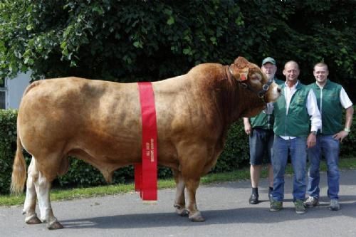 Vinderdyr Landsskuet 2013 - Bedste Ældre Tyr, Bedste Handyr; Vario B, ejer Kærsgaard Limousine v. Jesper Kragelund