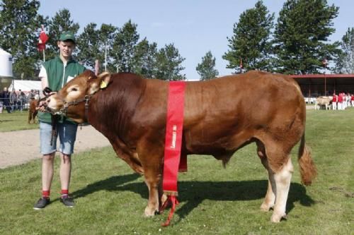 Vinderdyr Landsskuet 2013 - Bedste Yngre Tyr; Bakkens Haricot, ejer Østermarkens Limousine v. Conrad Lauridsen.