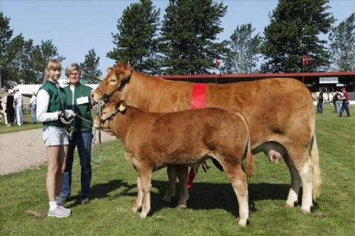 Vinderdyr Landsskuet 2013 - Bedste Ko 3-5 år; Bedste Hundyr; Kjeldgaard Delores fra Lise og Kirsten Levinsen.