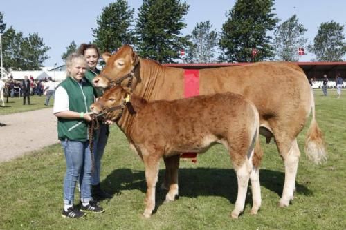 Vinderdyr Landsskuet 2013 - Bedste Ko under 3 år; Borre Filica fra Bøgely Limousine v. Tommy Jessing.