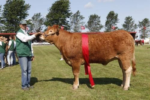 Vinderdyr Landsskuet 2013 - Bedste Ældre Kvie; Snap P Lady Godiva fra Snapholt Limousine v. Thomas Lomholt.