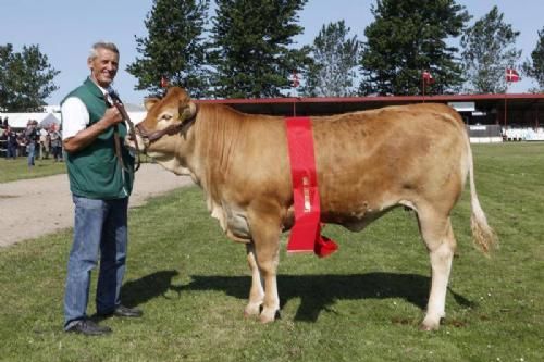 Vinderdyr Landsskuet 2013 - Bedste Yngre Kvie; Lindegården Herdis fra Lindegården Limousine v. A. P. Kragh Madsen.