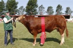 Vinderdyr Landsskuet 2013 - Bedste Individprøvede Tyr; Bremmerholm Hugo P. fra Boje Vognstrup.