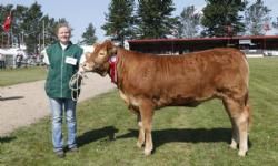 Vinderdyr Landsskuet 2013 - Ærespræmie til Granly Holly P. fra Granly Limousine v. Bent Kloster.