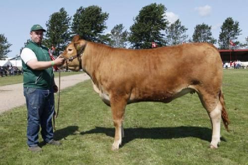 Vinderdyr Landsskuet 2013 - Ærespræmie til Risvang Hope fra Risvang Limousine  v. Bent Svenning Jessen.