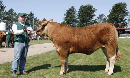 Vinderdyr Landsskuet 2013 - Ærespræmie til Lindegården Gine fra Lindegården Limousine v. A. og P. Kragh Madsen.