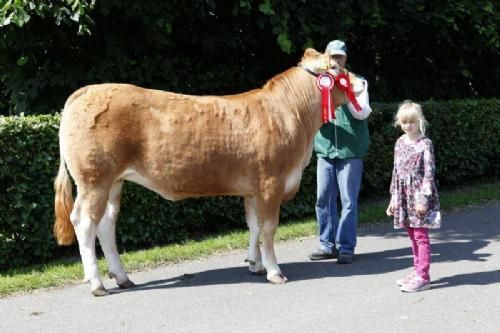 Vinderdyr Landsskuet 2013 - Ærespræmie til Snap  P. Lady Goddess fra Snapholt Limousine v. Thomas Lomholt.