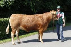 Vinderdyr Landsskuet 2013 - Ærespræmie til Engkjær Gyritse fra Henning Jørgensen.