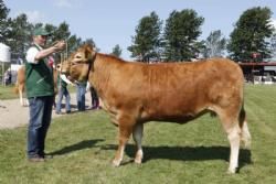 Vinderdyr Landsskuet 2013 - Ærespræmie til Granly Frida fra Sønderlund Limousine.